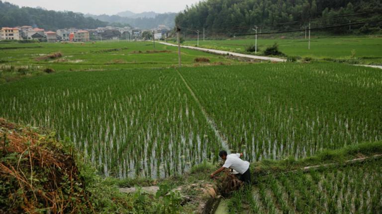 How will heavy rain in Central China’s Henan affect food prices?