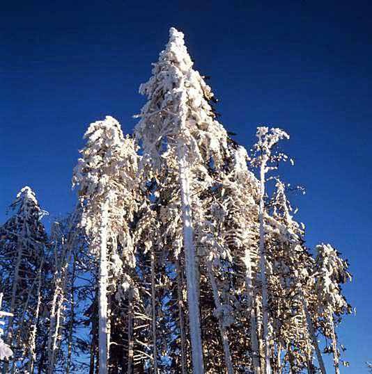 Soft rime and snow-break – when ice and snow bend the branches