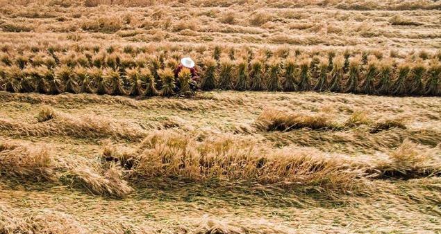 Technical measures for crops after rainstorm and gale