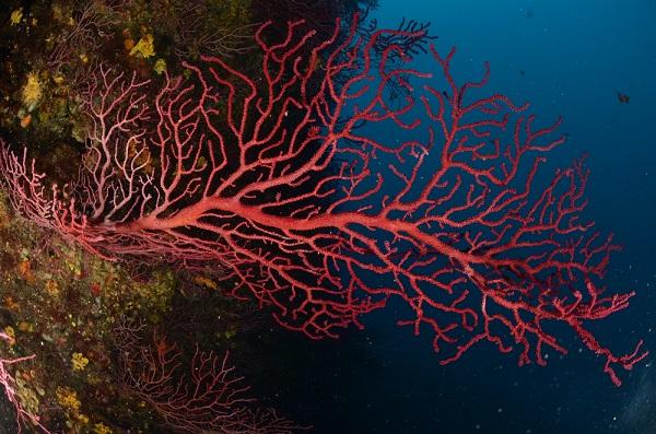 Climate crisis drives Mediterranean coral populations to collapse