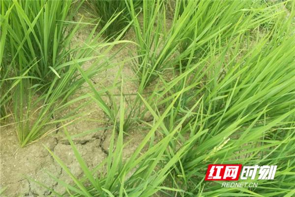 The situation of drought  in China
