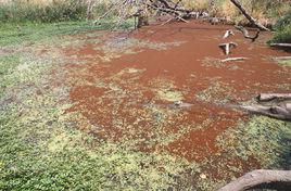 The harm to human health of red tide